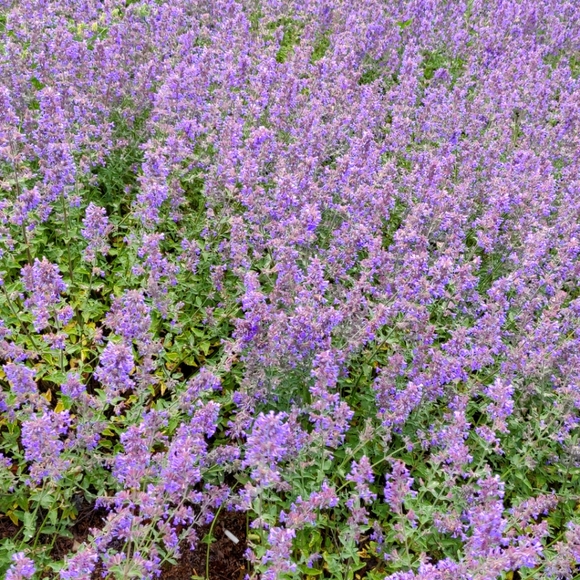 Meet the Posher Other - Meet your Posher, Mary